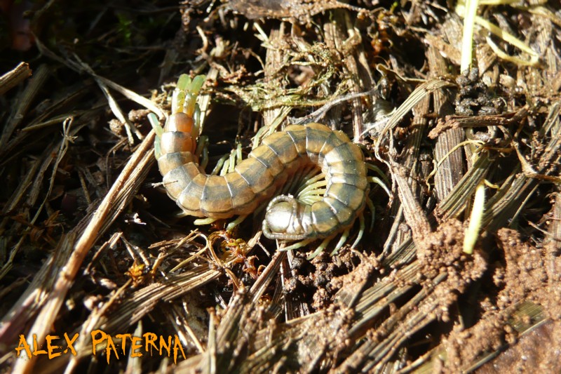  giovani di Scolopendra cingulata